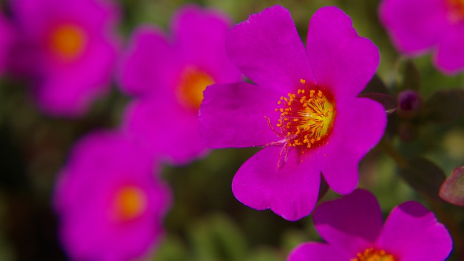 Обои картинки фото цветы