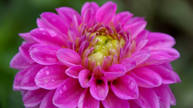 Обои картинки фото цветы, георгины