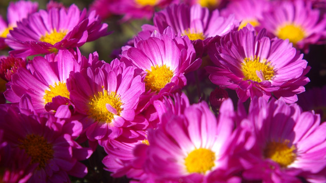 Обои картинки фото цветы, хризантемы