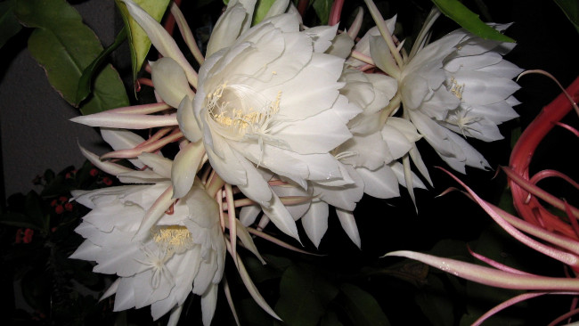 Обои картинки фото цветы, кактусы