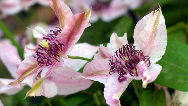 Обои картинки фото цветы, клематис, ломонос