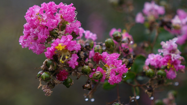 Обои картинки фото цветы, лагерстрёмия