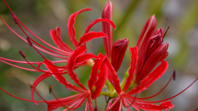 Обои картинки фото цветы, лилии, лилейники