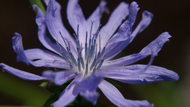 Обои картинки фото цветы, луговые, полевые, цикорий