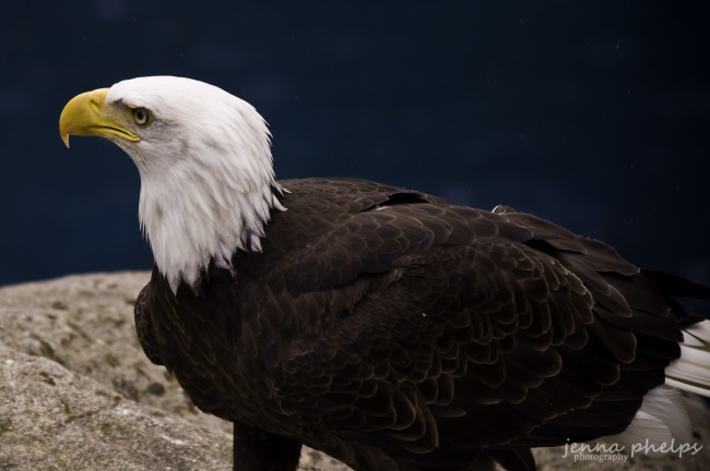 Обои картинки фото животные, птицы, хищники, орел, клюв, взгляд