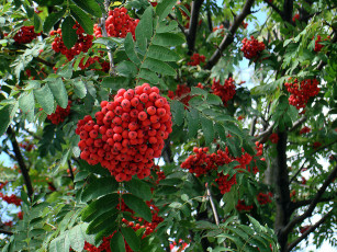 Картинка природа Ягоды рябина ветки листья