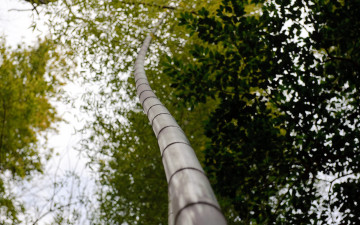 Картинка природа деревья дерево ствол