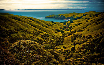 Картинка природа побережье растительность мыс лощина холмы