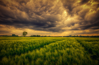 Картинка природа поля свет тучи трава