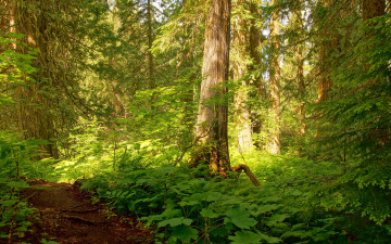 Картинка природа лес заросли деревья свет тропинка