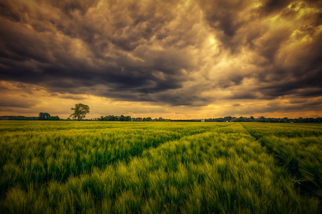 Обои картинки фото природа, поля, свет, тучи, трава