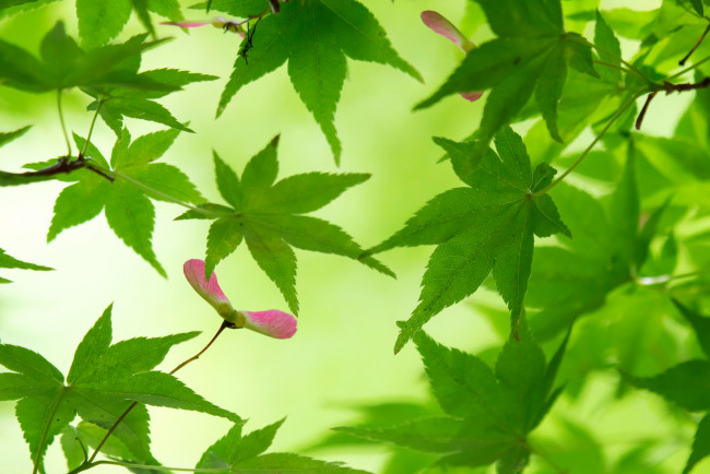 Обои картинки фото природа, листья, клен, ветки, дерево, зеленые, вертолетик, семена