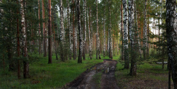 Картинка природа дороги лес дорога