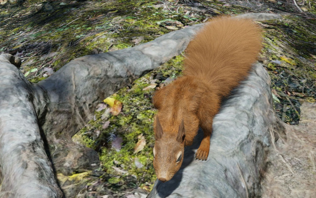 Обои картинки фото 3д графика, животные , animals, белка