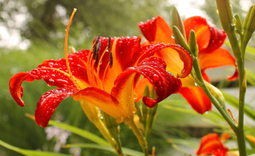 Картинка цветы лилии +лилейники роса