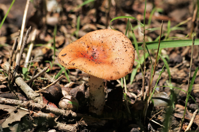 Обои картинки фото природа, грибы, гриб