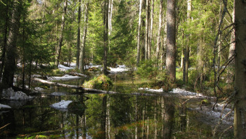 Картинка лес природа весна май карелия деревья ели сосны ручей