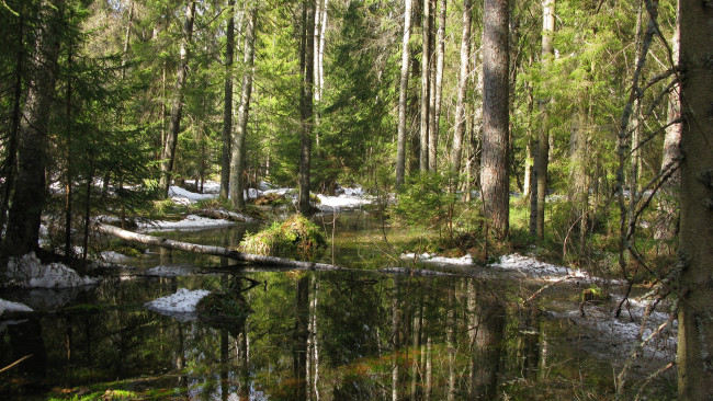 Обои картинки фото лес, природа, весна, май, карелия, деревья, ели, сосны, ручей