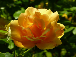 Картинка цветы розы персиковая роза макро