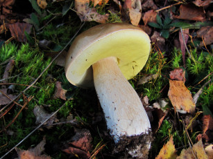 Картинка еда грибы +грибные+блюда боровик