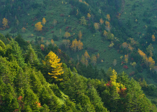 Картинка природа лес