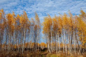 Картинка природа лес