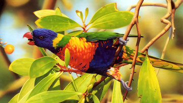 обоя 295477, рисованное, животные,  птицы,  попугаи, птица, попугай