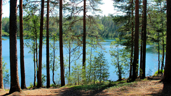 Обои картинки фото природа, реки, озера, лес, берег, озеро