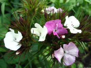 Картинка цветы гвоздики