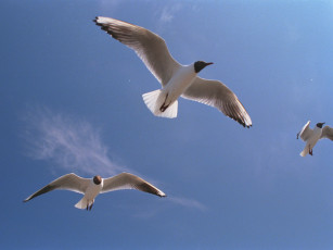 Картинка животные Чайки бакланы крачки