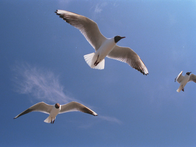Обои картинки фото животные, Чайки, бакланы, крачки