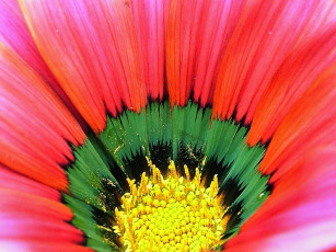 Картинка цветы газания