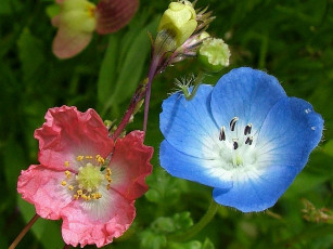 Картинка цветы разные вместе