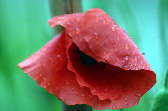 Картинка цветы маки