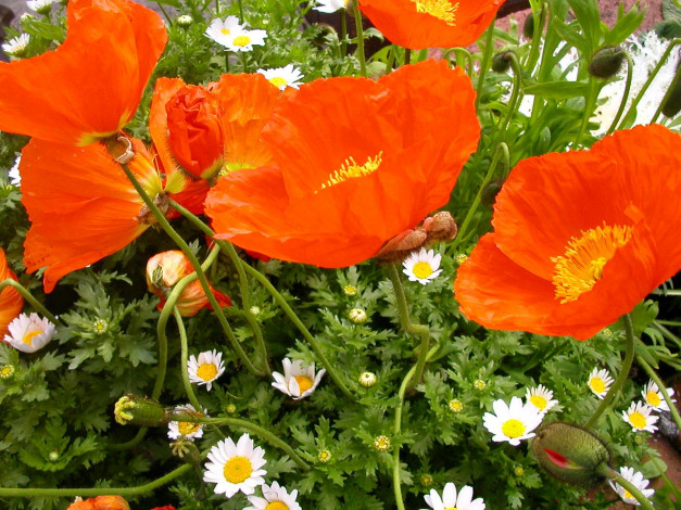 Обои картинки фото цветы, луговые, полевые