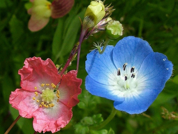 Обои картинки фото цветы, разные, вместе