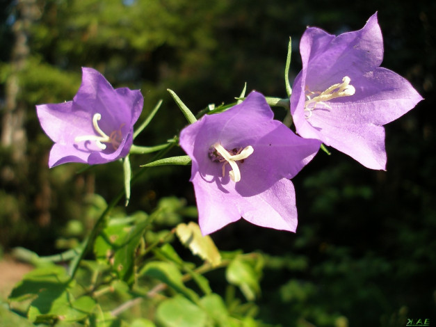 Обои картинки фото колокольчики, цветы