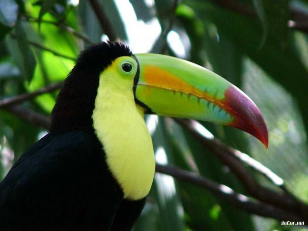 Обои картинки фото животные, туканы