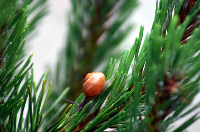 Обои картинки фото природа