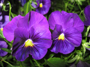 обоя цветы, анютины, глазки, садовые, фиалки