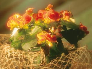 Картинка цветы бегония