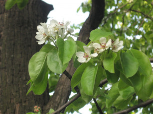 Картинка цветы цветущие деревья кустарники