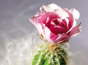 Картинка цветы кактусы