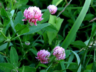 Картинка цветы луговые полевые