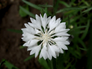 Картинка цветы васильки