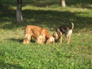 Картинка животные собаки