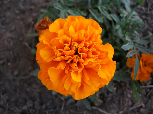 Обои картинки фото цветы, бархатцы