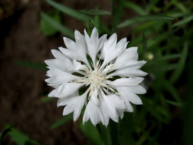 Обои картинки фото цветы, васильки