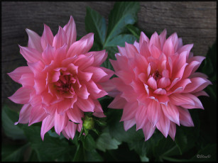 Картинка цветы георгины