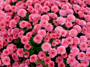 обоя цветы, хризантемы